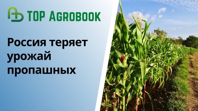Россия теряет урожай пропашных | TOP Agrobook: обзор аграрных новостей