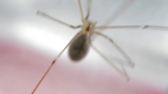 Pholcus phalangioides | Pholcidae