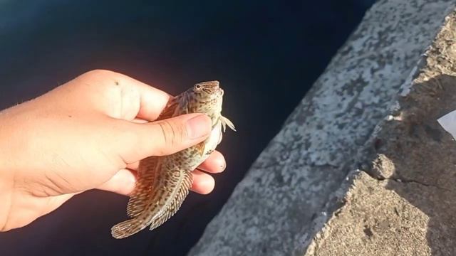 Рыбалка на Чёрном море в городе Сочи! Ловля рыбы на поплавок.