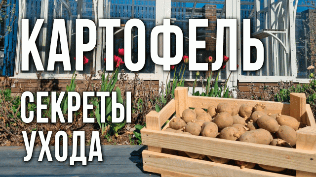 Выращивание картофеля. Как и когда посадить картофель. Уход за картофелем после посадки.