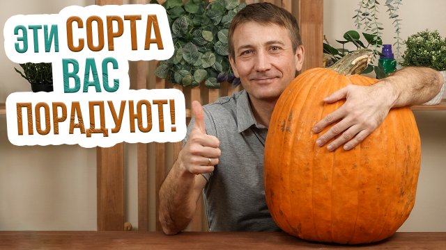 Выбираем лучшие сорта тыквы. Вам понравятся эти тыквы - самые сладкие сорта!