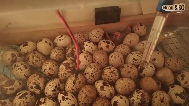 Инкубация перепелов. Вывод. Ошибки. Результат.