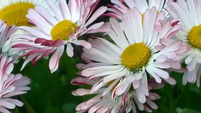 Романс маргаритки