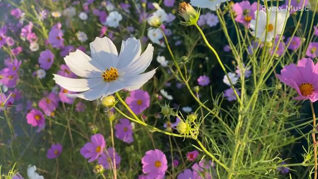 10 часов?? Музыка Для Малышей в Утробе ♫ Музыка Для Беременных ♫????