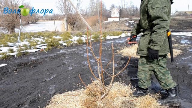 Формировка груши, второй год после посадки