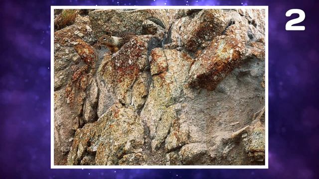 Найди Животное на Картинке!