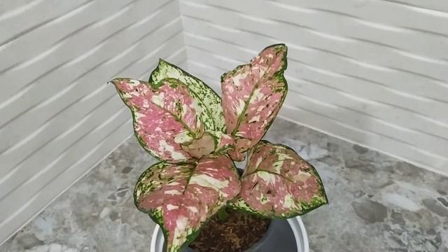 Tricolor Anyamanee Aglaonema