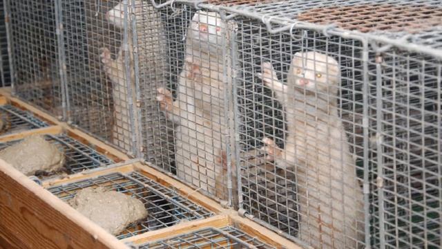 Разведение Норки в домашних условиях как бизнес идея