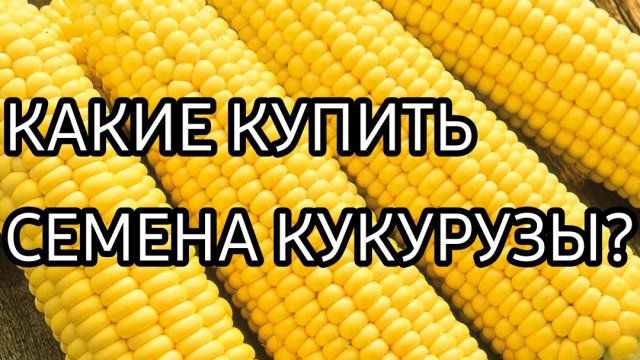 СЕМЕНА КУКУРУЗЫ / КАКИЕ КУПИТЬ СЕМЕНА КУКУРУЗЫ?