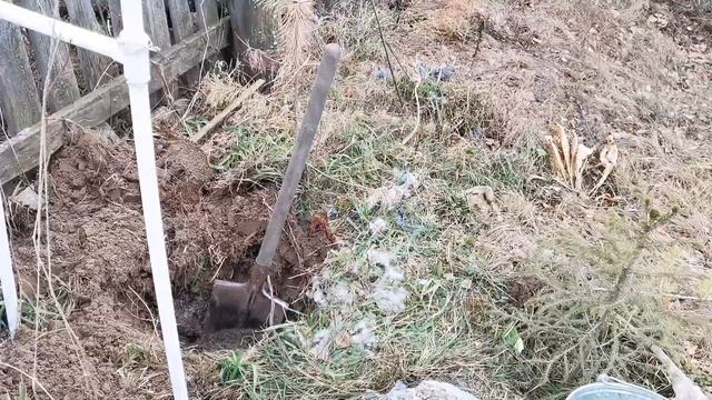 Осенняя посадка РОЗ в ноябре в Открытый грунт в Сибири подробно! Выбор места для посадки розы.