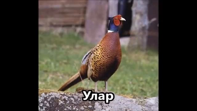 Флора и Фауна Казахстана