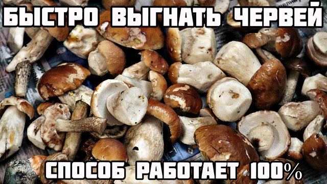 Как быстро выгнать червей из белых и других грибов? Как избавиться от червей в грибах?