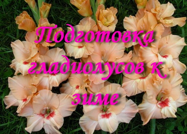 Подготовка гладиолусов к зиме