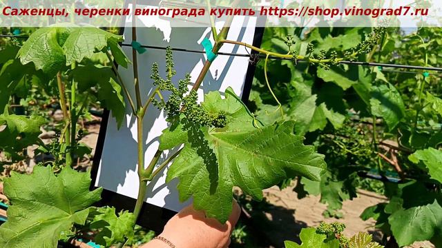 Раздвоенный побег у винограда с соцветьями- что делать? Убирать лозу или соцветье? Пузенко Н.Л.