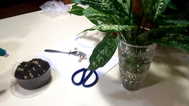 Размножение диффенбахии черенками. Reproduction dieffenbachia cuttings