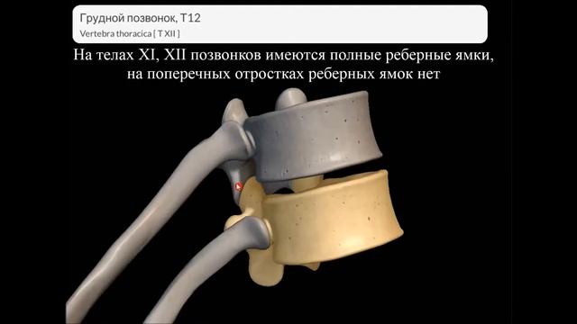 Скелет туловища: позвонки, грудина, ребра