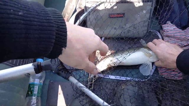 Весенний Судак.Ловля Судака на отводной поводок. Ловля Судак весной на спиннинг.