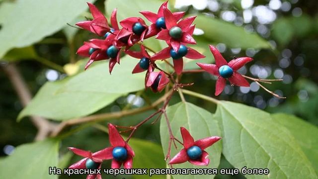 Клеродендрум лиана — разновидности и сорта