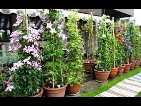 КЛЕМАТИСЫ в цветочных горшках! Цветение круглый год! Дам 5 ответов на 5 вопросов КАК ЭТО СДЕЛАТЬ!