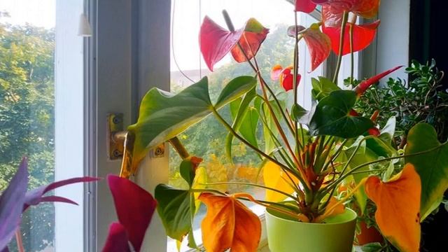 Цветок Антуриум: желтеют листья — что делать