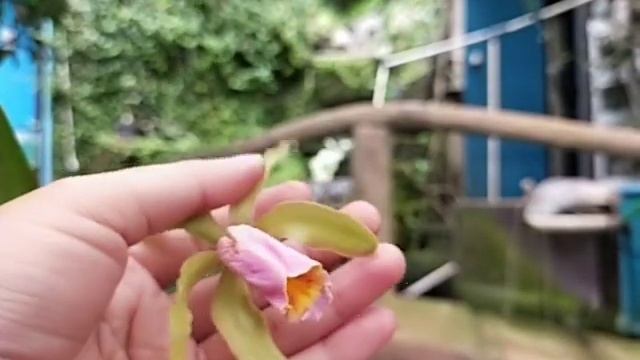 Cattleya forbesii