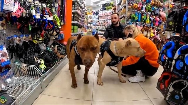 Питбули гуляют по ТОРГОВОМУ ЦЕНТРУ В КРАСНОДАРЕ впервые ! Питбуль нападает на животных в зоомагазин