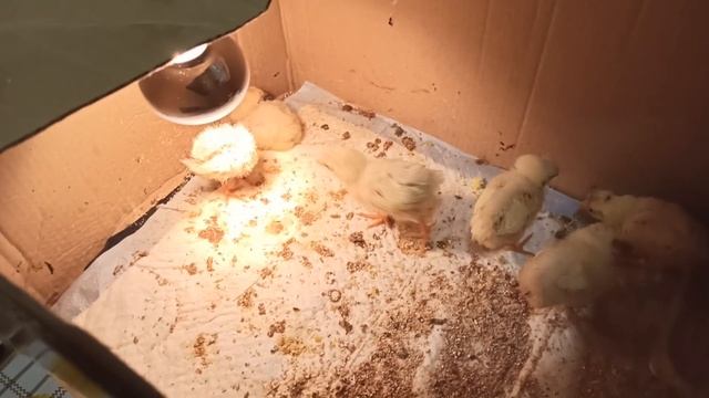 Заложил яйца из ХОЛОДИЛЬНИКА В САМОДЕЛЬНЫЙ ИНКУБАТОР// Что произошло? Вывод цыплят, мой первый опыт