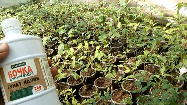 Чем подкормить рассаду после пикировки