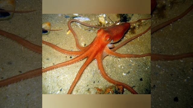 Кто такие-Осьминоги?