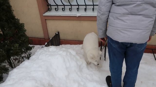 VLOG Умка укусил Алису. День с моим папой