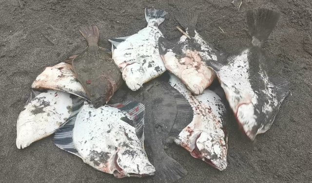 Морская рыбалка с берега. Камбала. 29.05.21