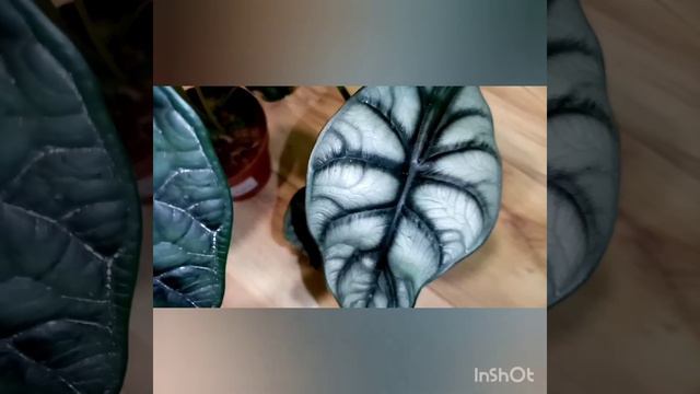 Сравним алоказии Dragon scale и Silver Dragon.