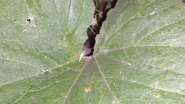 Как сверчит сверчок