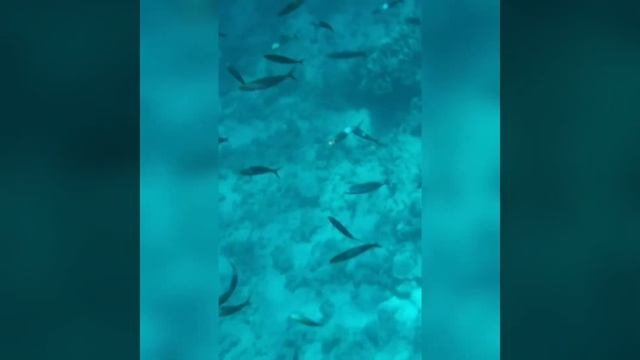 Обзор пляжа риф в отеле Xperience St. George Homestay 4* Шарм эль Шейх 2021 июнь