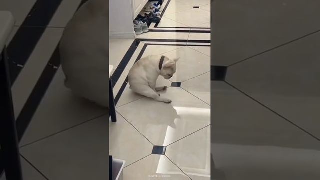 Забавные животные №26