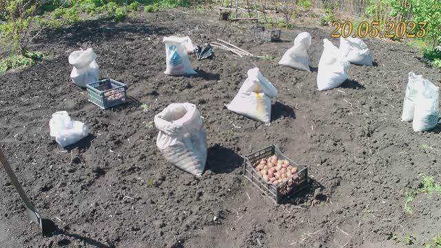 Картофель на биогумусе  Сезон 4.  Видео 2.  Посадка картофеля под лопату с добавлением биогумуса