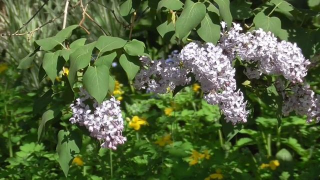 Стойкое сердце 1 Чудо-настрои академика Сытина Г.Н.