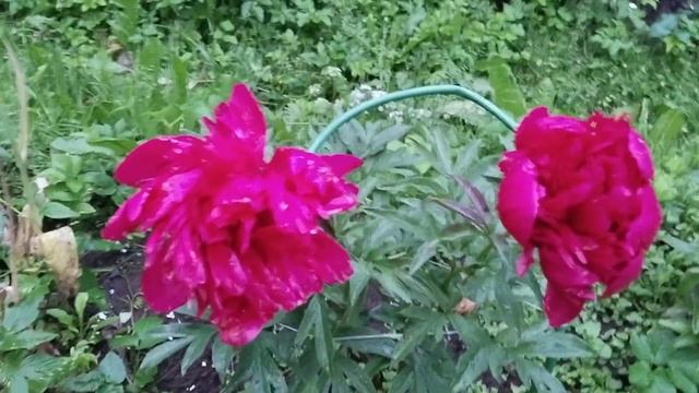 Пион Адольф Руссо первое цветение 2 июля 2023 год