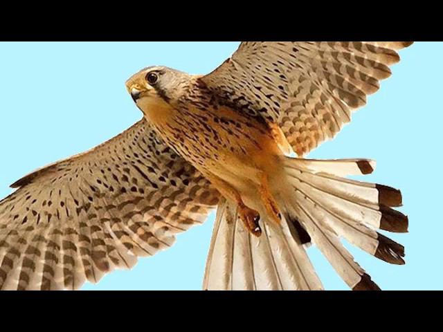 "Сказ о Ясном Соколе. Прошлое и настоящее" (Николай Левашов )