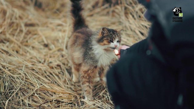 Телеканал «Охотник и рыболов»