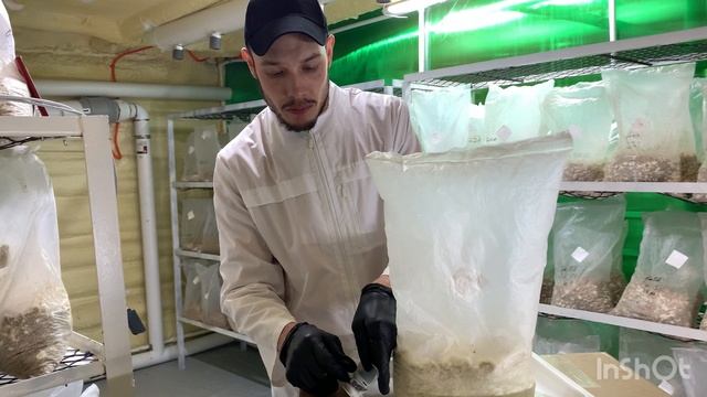 Ежовик Гребенчатый польза для всех!