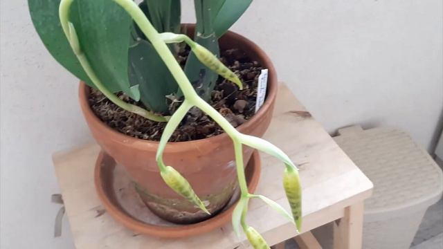 Новая орхидея ROSSIOGLOSSUM RAWDON JESTER  -  в ожидании цветения!
