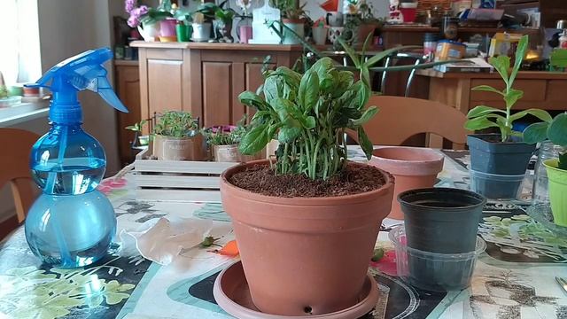 Basilic en pot : astuces + conseils d'entretien pour le conserver longtemps - intérieur ou extérieu