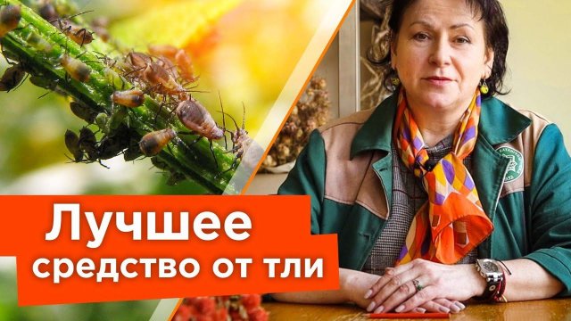 ТЛЯ? ЗАБУДЬТЕ О ЕЕ СУЩЕСТВОВАНИИ! Избавилась от тли без химии и не потратила ни копейки
