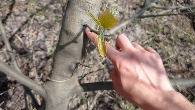✿ПРИВИВКА ДРЕЛЬЮ✿ ЯБЛОНЮ НА ГРУШУ и НАОБОРОТ