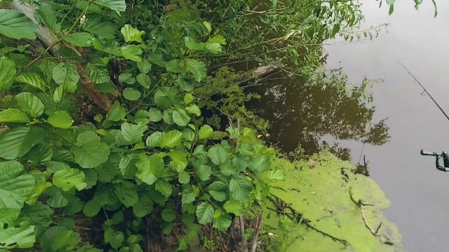 Ловля карася на спиннинг мормышинг с подсадкой опарыша. Ловля белой рыбы. Атака бобра моральная.