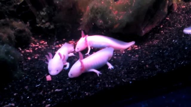 Аксолотль🤩