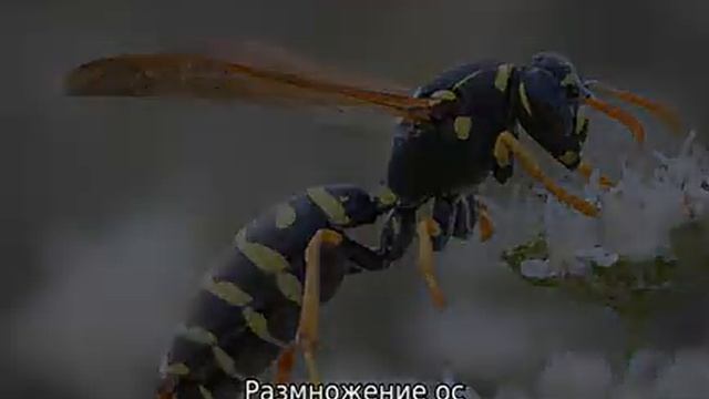 Сколько живут осы