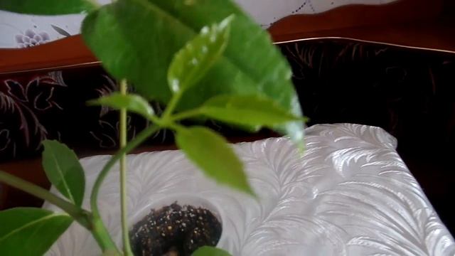 Шеффлера (Schefflera) : выращивание из семян в домашних условиях. Часть 3-я