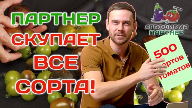 Партнер скупает все коллекционные томаты! #семена #огород #томаты
